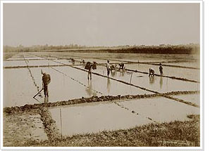 Mensen werkzaam op rijstveld, fotograaf Kurkdjian, 1915-1920