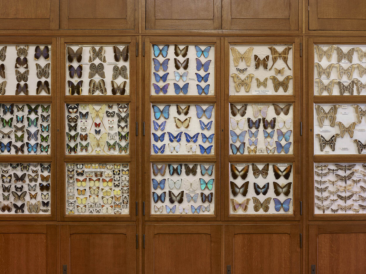 Kabinet met vlinders. Missiemuseum Steyl, Bron: Rijksdienst voor  het Cultureel Erfgoed, auteur Serge Technau.