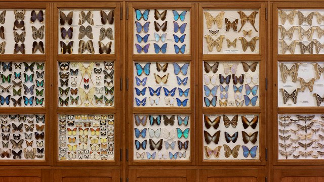 Kabinet met vlinders. Missiemuseum Steyl, Bron: Rijksdienst voor  het Cultureel Erfgoed, auteur Serge Technau.