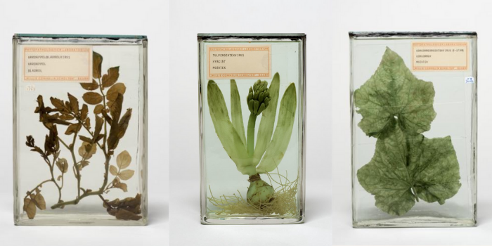 Aardappelbladrolvirus, tulpenmozaïekvirus en komkommermozaïekvirus. Willy Commelin Scholten/Universiteitsmuseum Utrecht.