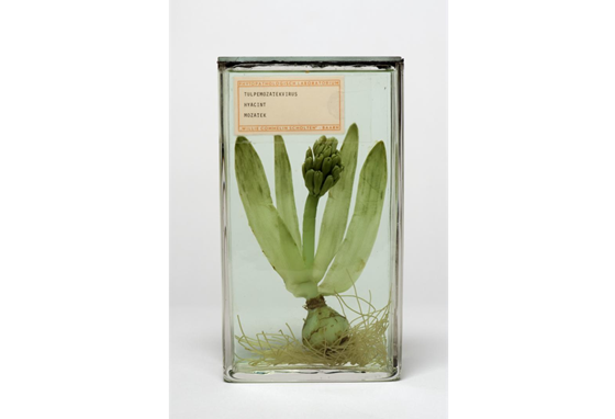 Vloeistofpreparaat van een hyacint, aangetast door het tulpenmozaïekvirus. Willy Commelin Scholten/Universiteitsmuseum Utrecht.