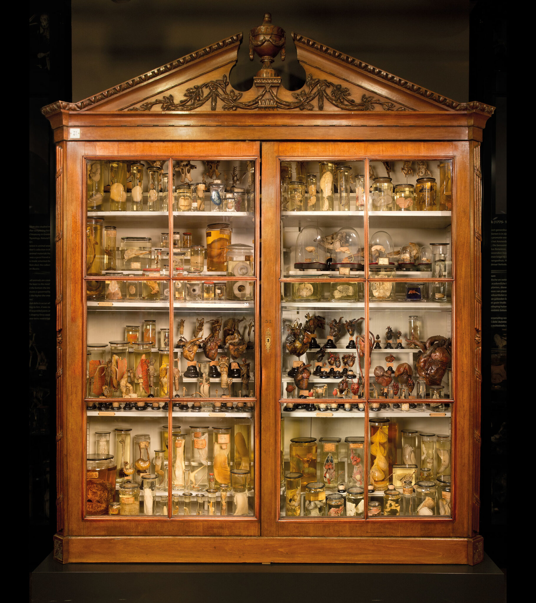 Vergelijkende anatomie, collectie Vrolik. Museum Vrolik/Amsterdam UMC.