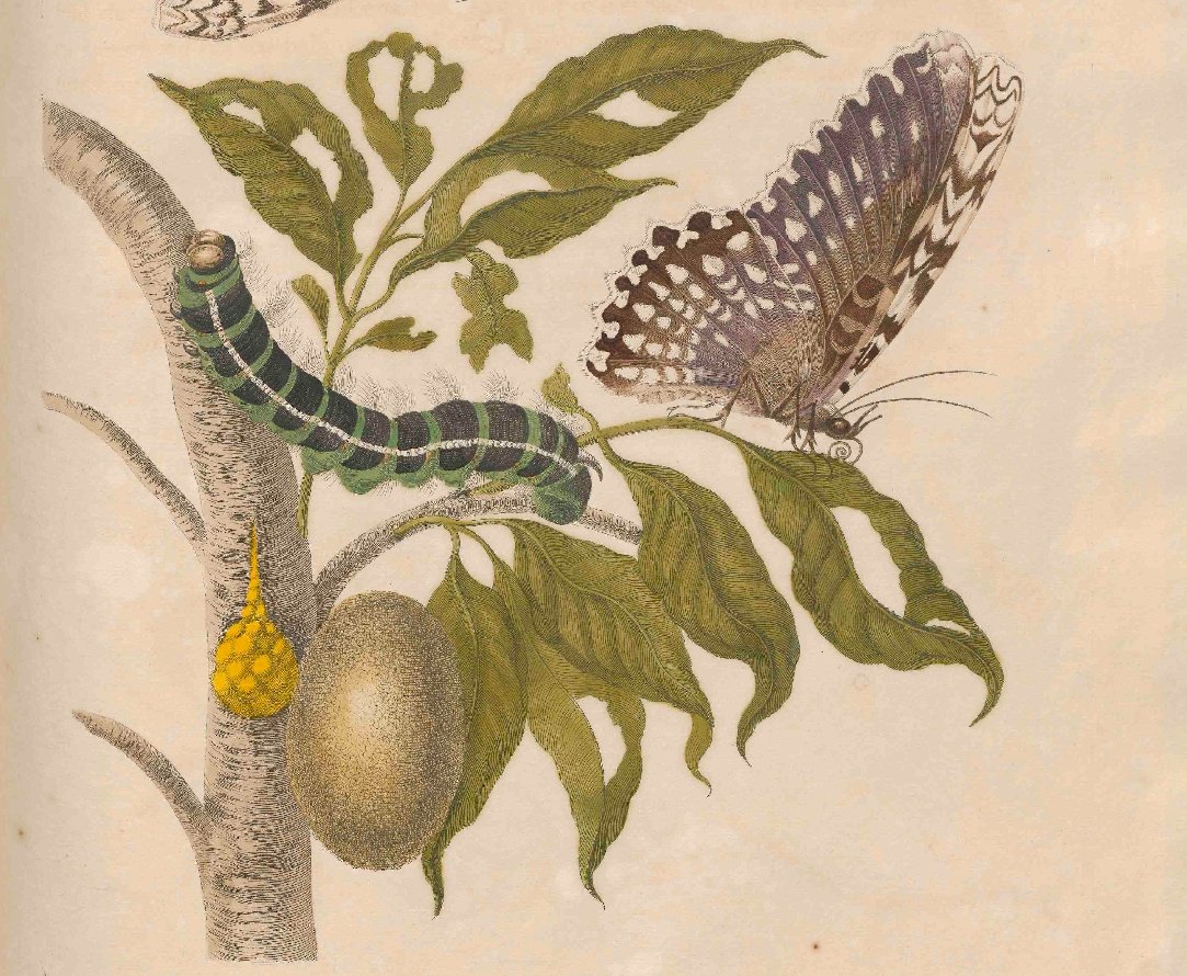 Tekening van Maria Sybilla Merian van Universiteitsbibliotheek Utrecht.