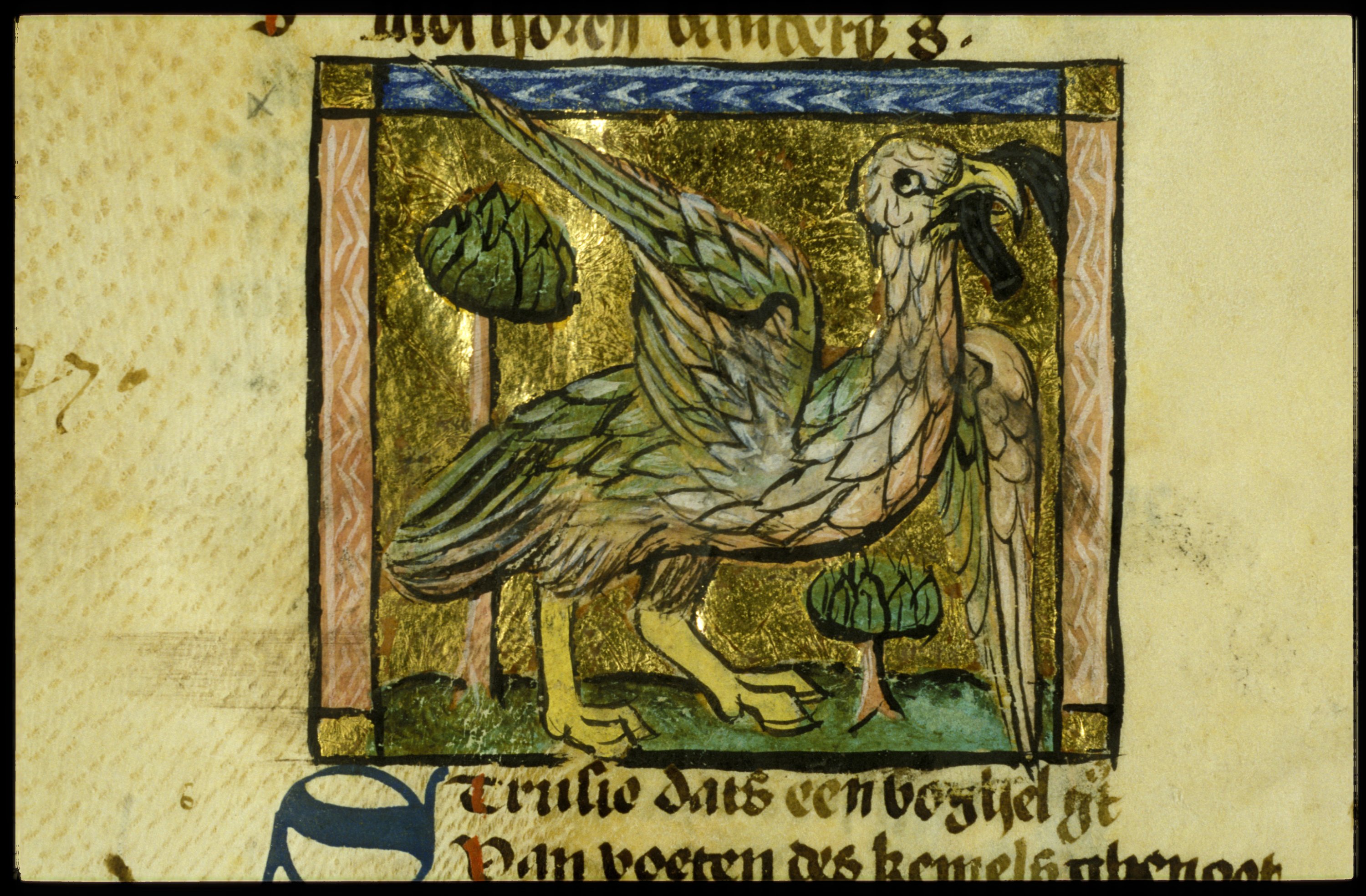 Struisvogel, Der naturen bloeme, Van Maerlant. Koninklijke Bibliotheek.