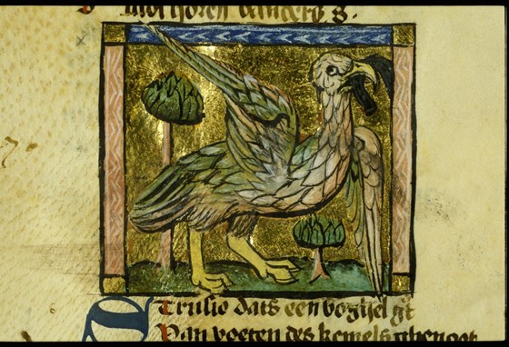 Struisvogel, Der naturen bloeme, Van Maerlant. Koninklijke Bibliotheek.