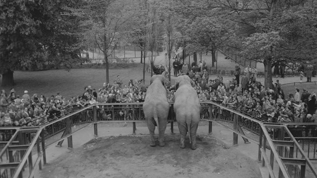 Olifanten tijdens een goedkope dag in Artis in 1958. Nationaal Archief, Herbert Behrens, Fotocollectie Anefo.