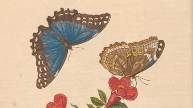 Beschouwing der wonderen Gods, in de minstgeachte schepzelen; of Nederlandsche insecten (1762-1860), Jan Christiaan Sepp en zoon. Teylers Museum