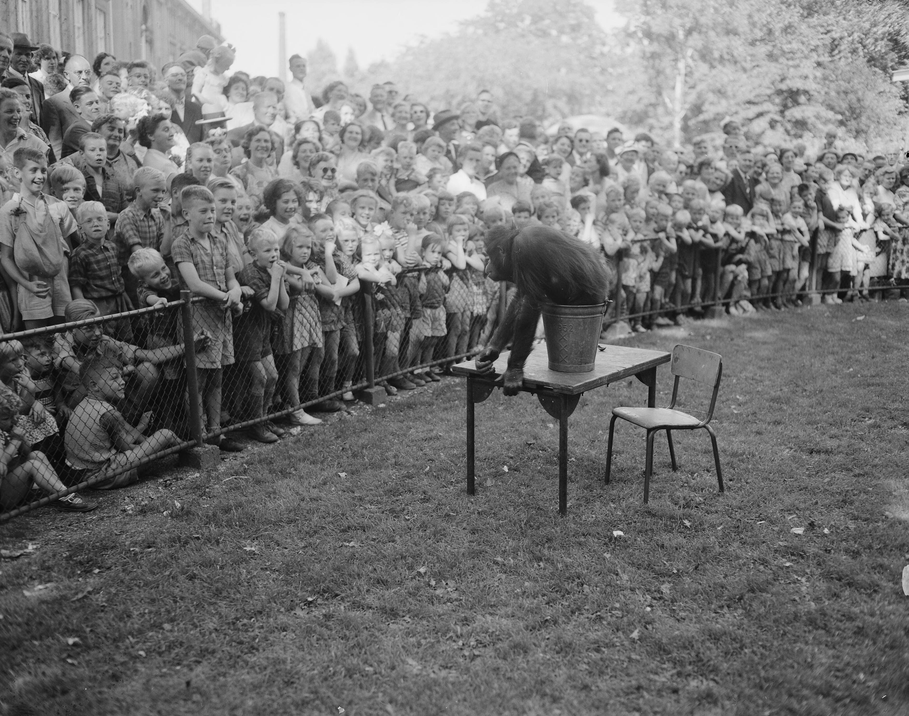 Drukte bij de apen tijdens de kwartjesmaand in Artis in 1954. Nationaal Archief, J.D. Noske, Anefo.