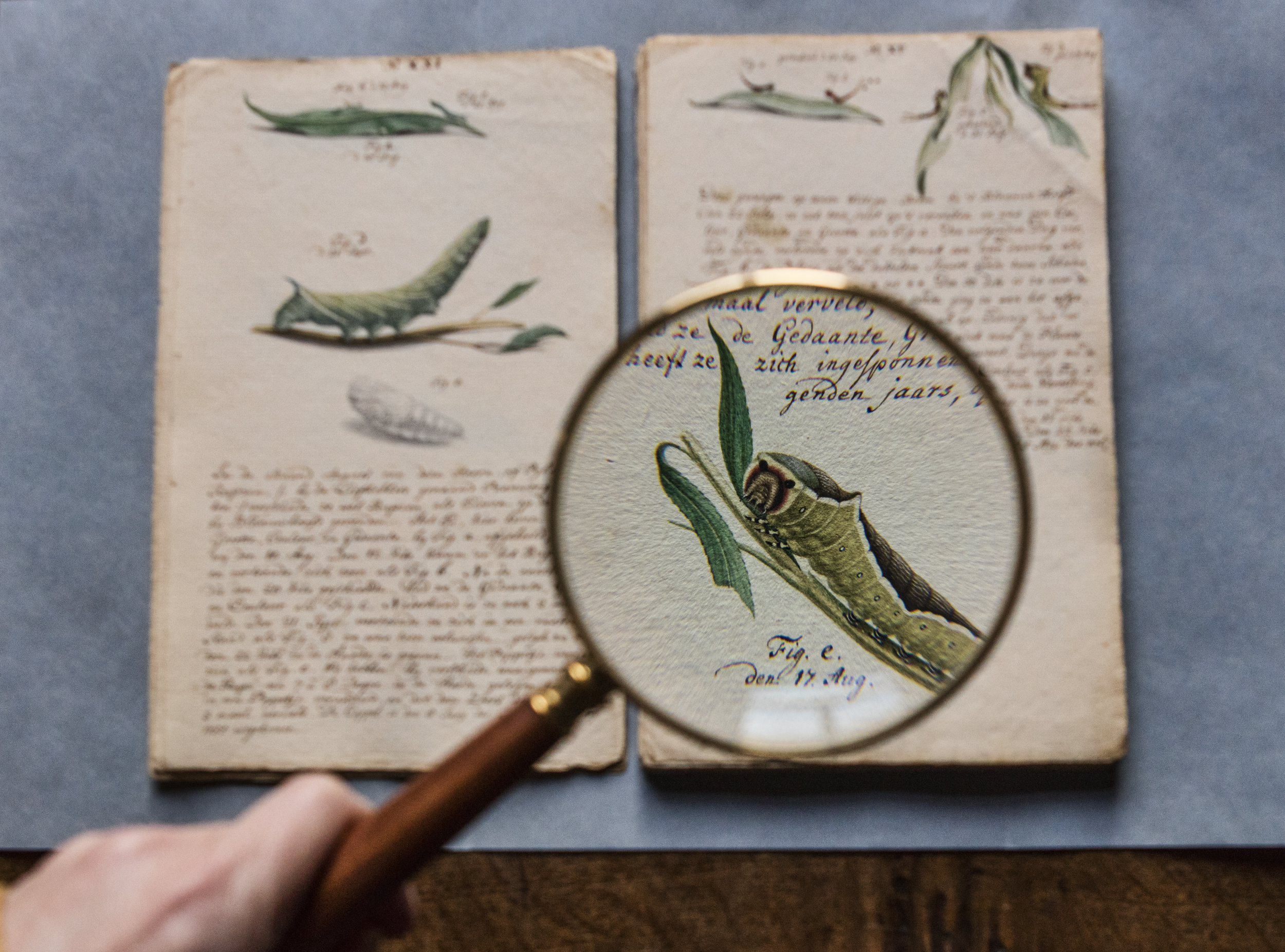 Rupsenobservatie van Jan Christiaan Sepp. Teylers Museum.