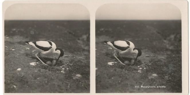 Kluut op een nest met twee eieren door Adolphe Burdet. Museon/Omniversum.