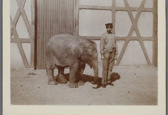 Jonge olifant met oppasser in Artis, ongeveer 1896-1900. Stadsarchief Amsterdam.