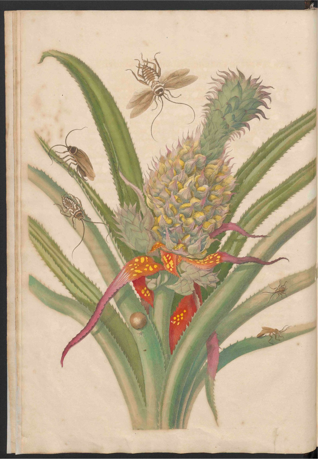 Tekening van Maria Sibylla Merian, ananas met kakkerlakken, geschat 1701-1705. Bron: RKD-Nederlands Instituut voor Kunstgeschiedenis.