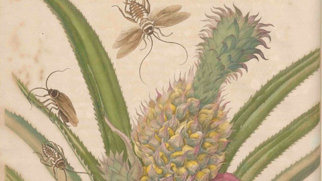Tekening van Maria Sibylla Merian, ananas met kakkerlakken, geschat 1701-1705. Bron: RKD-Nederlands Instituut voor Kunstgeschiedenis.
