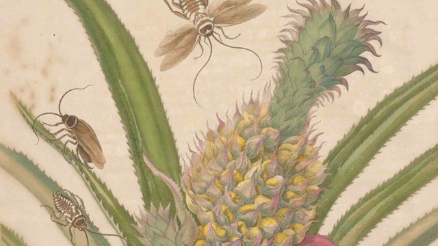Tekening van Maria Sibylla Merian, ananas met kakkerlakken, geschat 1701-1705. Bron: RKD-Nederlands Instituut voor Kunstgeschiedenis.